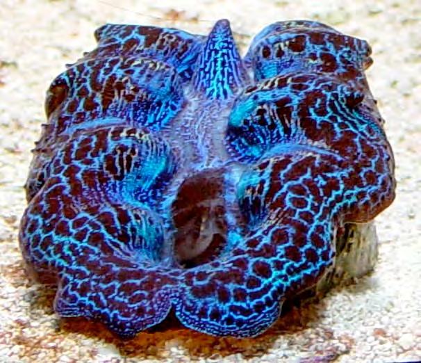 Tridacna sp.