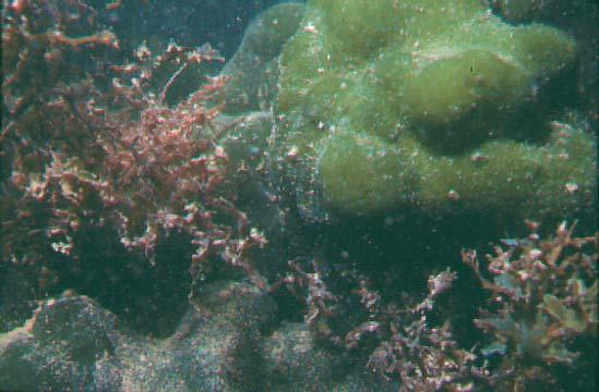52 Figura 24: A alga corticada cilíndrica