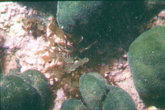 Figura 25: Codium spongiosum e Sargassum