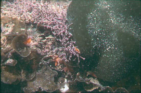 53 Figura 26: A alga calcária articulada Amphiroa sp.
