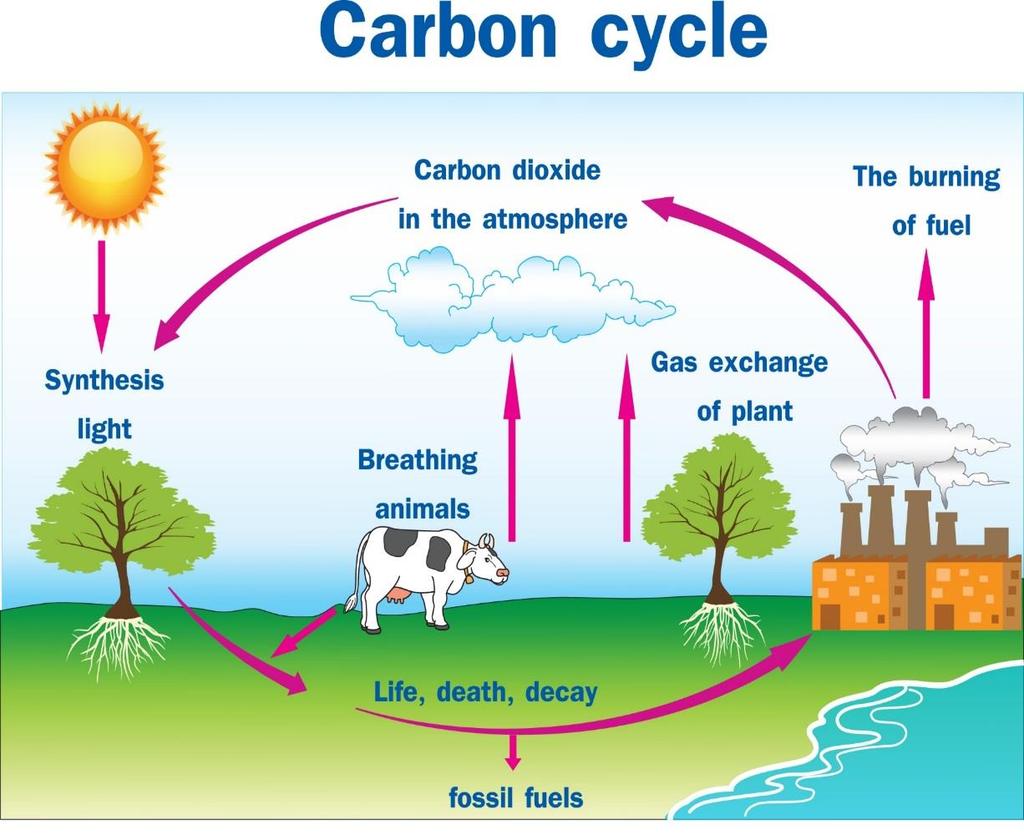 um dos produtos a liberação de gás carbônico (CO 2) na reação química. O restante passa a constituir a biomassa do animal.