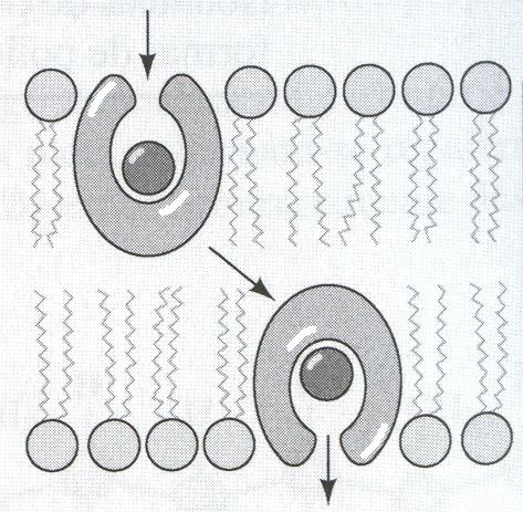 Exemplo 2 Nonactina, um Antiobiótico Natural Transporte de íons através membranas: An antibiotic is a