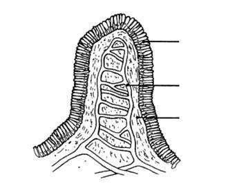 Aspecto colposcópico do colo uterino norml Cpilr ferente Epitélio colunr Cpilr eferente Tecido conjuntivo Depois de plicr solução de ácido cético 5% Epitélio escmoso No colo uterino norml de um