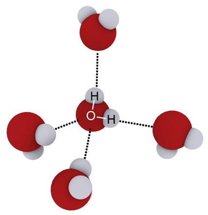 Licenciatura em Ciências USP/Univesp 123 50 vezes mais fracas que as ligações covalentes entre H e O dentro das moléculas, mas com força suficiente para as