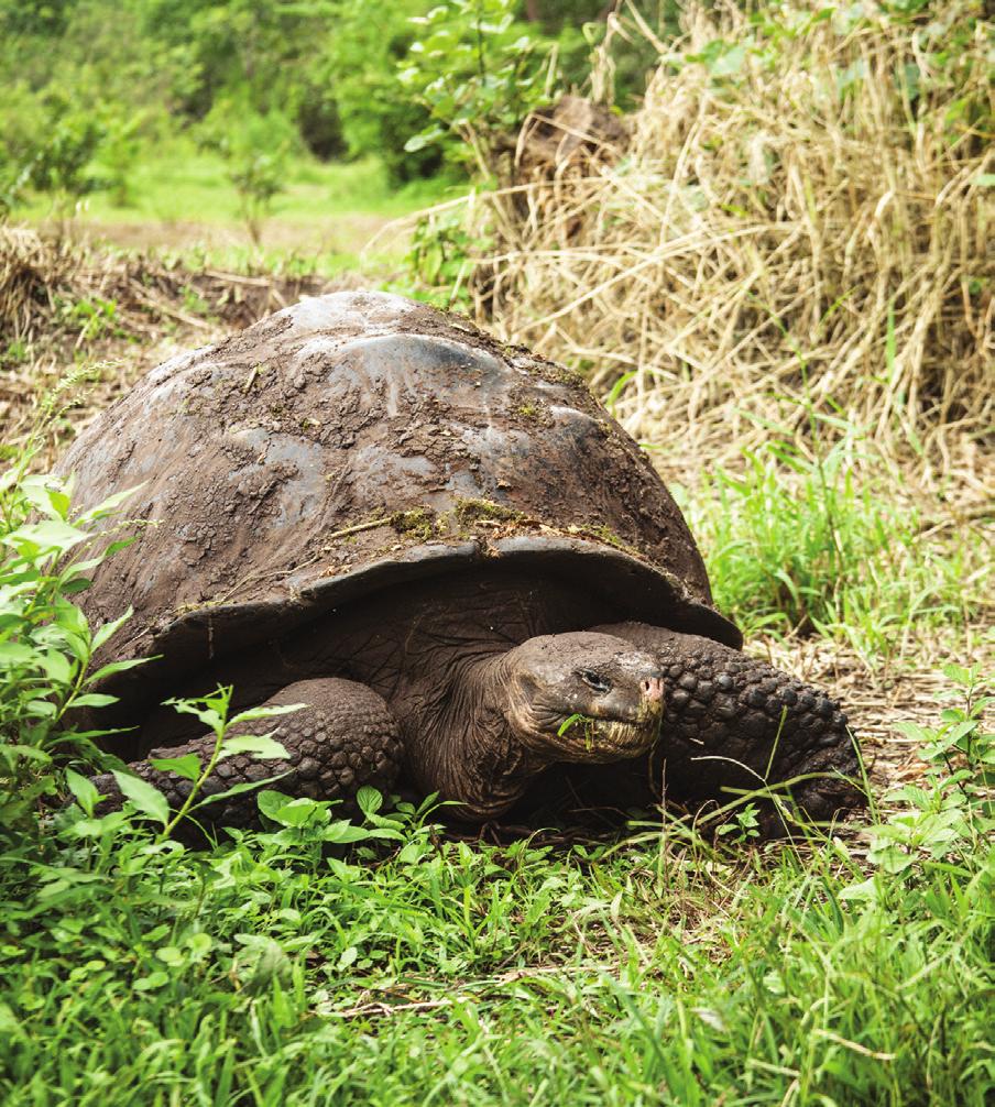 GALAPAGO FLAH Traslado aeroporto Baltra / hotel em Puerto Ayora, visitando na rota a parte alta da Ilha anta Cruz (Túneis de lava e reserva de tartarugas) e Visita a Estação Científica Charles Darwin