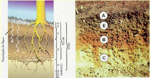 ARRANJO VERTICAL DOS HORIZONTES - Diferentes tipos de solos apresentam perfis