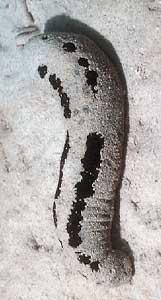 Classe Holoturoidea (pepino-do-mar)