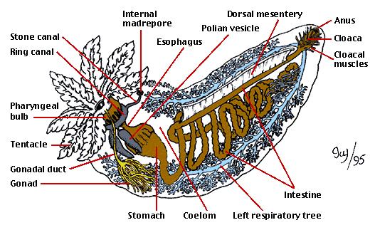 Holoturoidea: anatomia interna boca Canal pétreo Canal radial Madreporito interno esôfago mesentério Vesícula