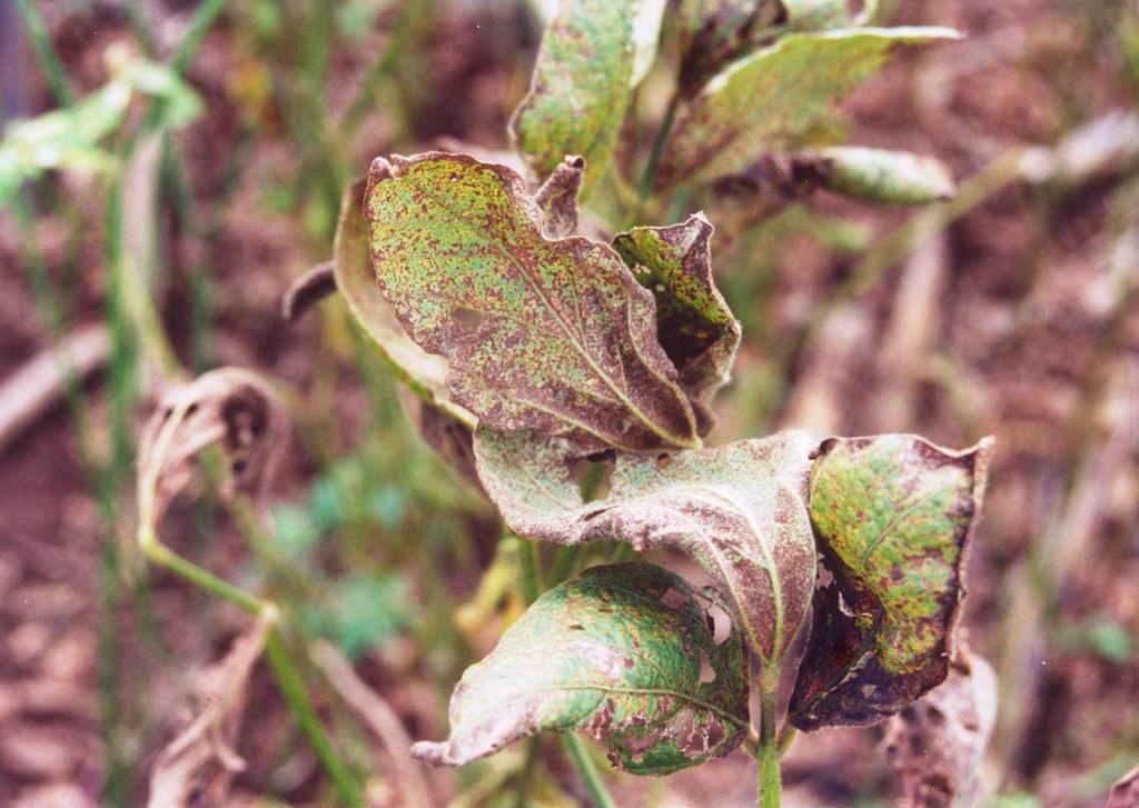 Plantas severamente infectadas apresentam desfolha precoce, que compromete a formação, o enchimento de vagens e o peso final do grão.