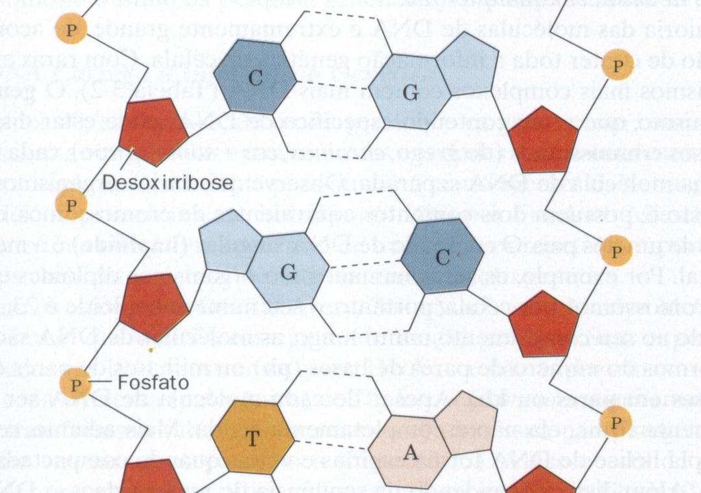 Estrutura do DNA O enovelamento