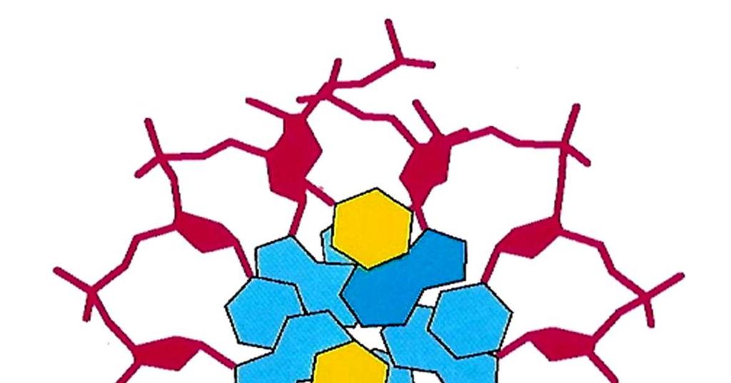 O pareamento complementar O pareamento A---T e C---G mantém a estrutura do DNA regular