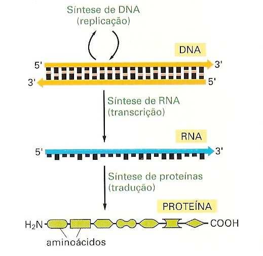 Dogma central da Biologia A Informação é: Armazenada