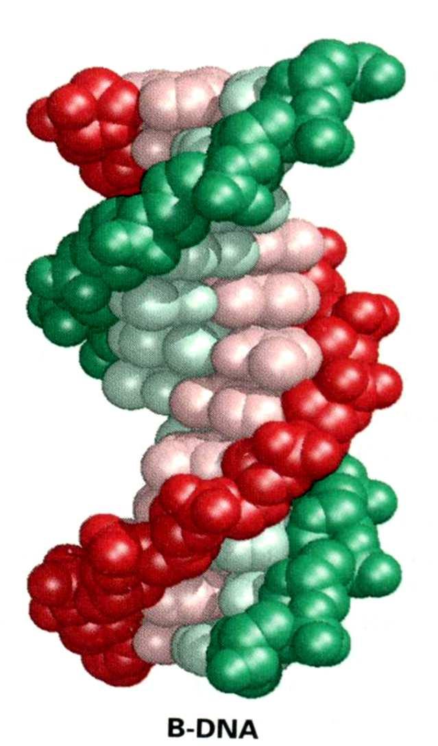 A-DNA Dependente das condições experimentais