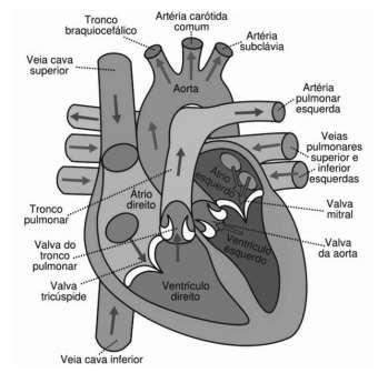 Dos componentes anatômicos evidenciados, aqueles que contêm somente sangue venoso estão indicados na alternativa: a) Veias cavas e artéria subclávia. b) Ventrículo direito e veia cava inferior.