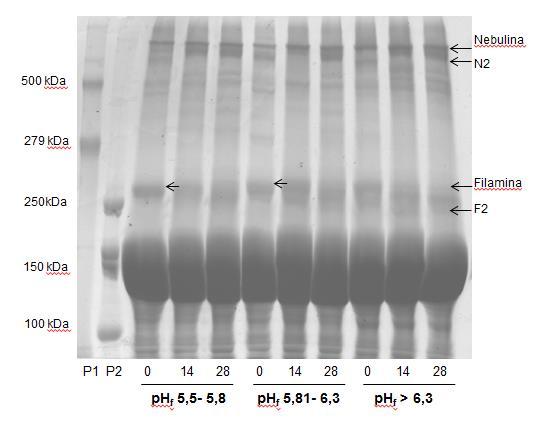 61 Figura 9 - Gel de poliacrilamida (5%) em função do ph f e nos 0, 14 e 28 dias de maturação, mostrando a degradação progressiva das proteinas de alto peso molecular.