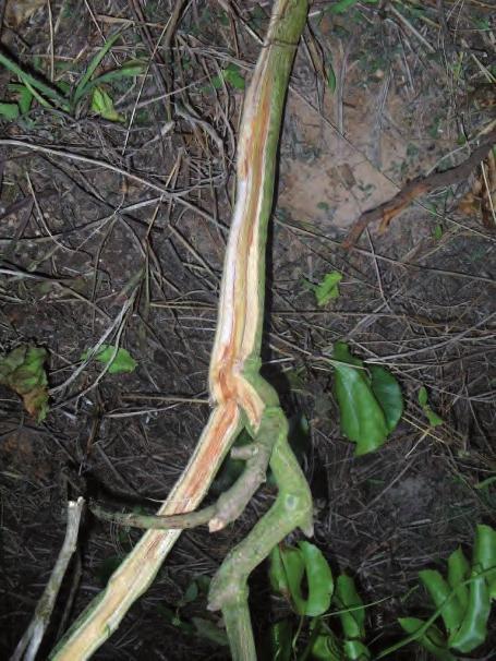 e produzindo em áreas com histórico de ocorrência de doenças causadas por Fusarium spp.