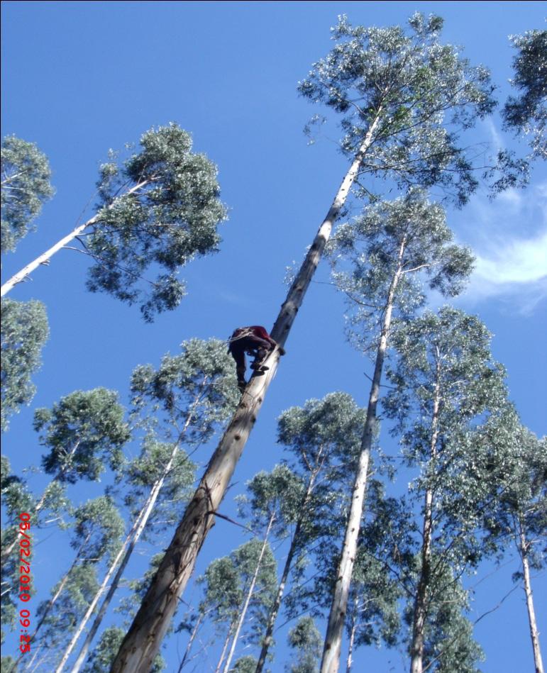 Sobrevivência de enxertos de Eucalyptus com metodologia adaptada Para a confecção dos enxertos foram utilizados ramos de árvores matrizes com 15 anos de idade do E.