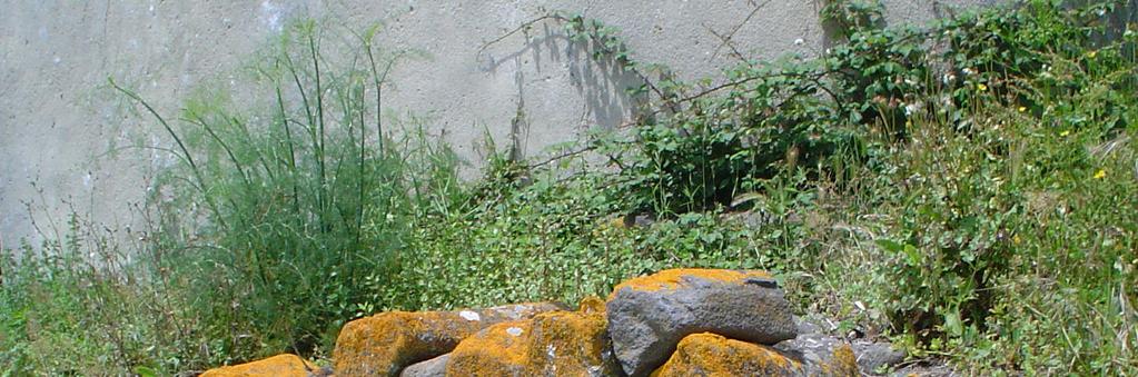 Tipo de solos e vegetação Na zona predominam os solos acastanhados argilosos, pouco profundos, típicos de regiões basálticas e que contribuem para a abundância de zonas com vegetação rasteira,