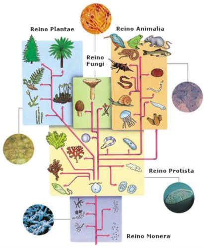 LEITURA COMPLEMENTAR Qual a diferença entre cladograma e árvore filogenética?