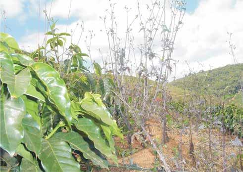 MANEJO DO MATO EM CAFEZAIS Introdução Entende-se por mato, o conjunto de plantas que se desenvolvem no cafezal de forma espontânea e que, após a implantação da lavoura, podem competir com o cafeeiro