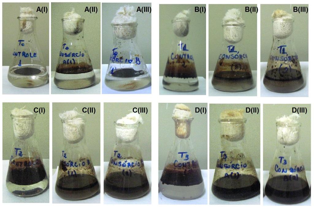 119 Figura 31 Aspecto visual dos frascos Erlenmeyers das amostras controle (I), consórcio A (II) e consórcio B (III) em cultura líquida nos diferentes períodos de tempo de experimento.