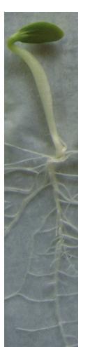 análise radiográfica prejudicam a germinação da semente (Figura 2).