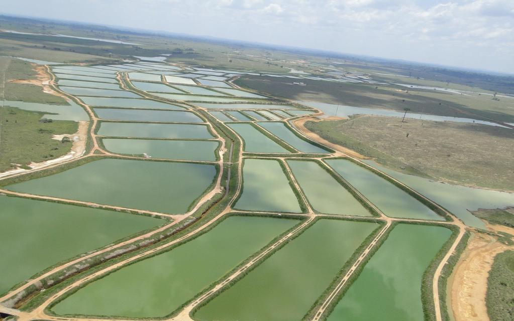 FAZENDA NOVA ESPERANÇA, CUJUBIM-RO. PROJETO BIOFISH 2008 PANORAMA DA AQUICULTURA - RONDÔNIA Produção: 8.091 Ton (2009 - MPA) 66.000 Ton (04/2014 SEDAM) Produtores: 3.