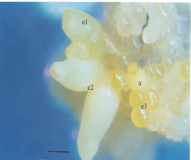 JS Magalhães et al. Figura 1. Genótipo 442 em meio básico suplementado com 1,0 mg/l de 2,4-D com 90 dias em cultura.