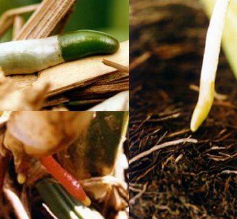 ORGANOLOGIA VEGETAL RAIZ É um órgão das plantas superiores; Quase sempre subterrâneo; Desempenha várias funções: Absorção; Condução (água e minerais dissolvidos); Acumular nutrientes; Fixação;