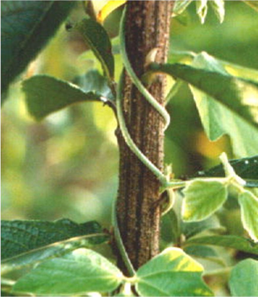 Trepadeiras (Madressilva) e algumas ipoméias;