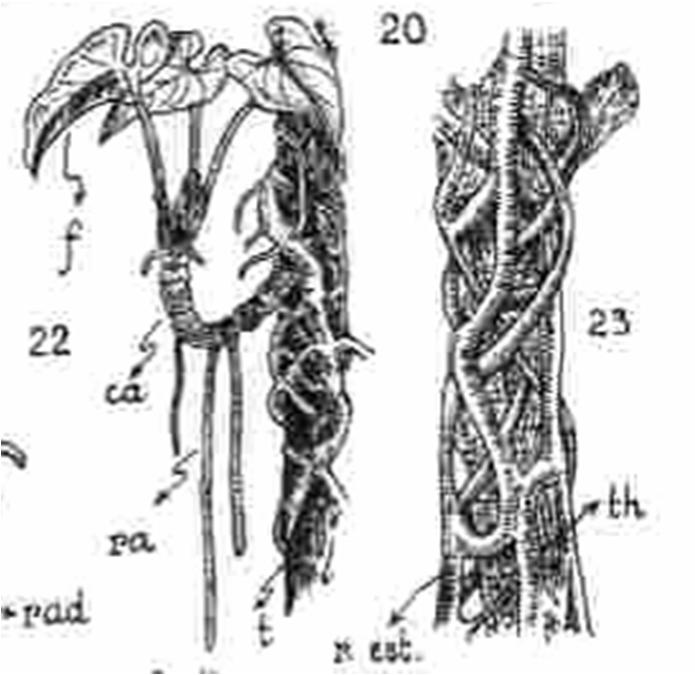 planta (caule); Milho,