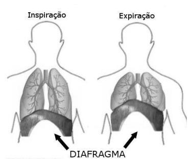 26) sobre a respiração celular, responda: a- Onde ocorre: b- qual é a finalidade: 27) O nariz ou cavidade nasal, apresentam três funções importantes, quais são elas?