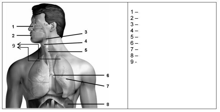 Descreva em detalhes como ela acontece nos alvéolos pulmonares? 30) Dentro dos pulmões, o ar (O2) torna-se rarefeito em um momento e comprimido em outro. Quais são os processos em que isso ocorre?