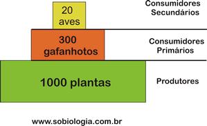 quantidade de indivíduos em