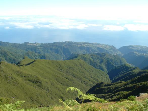 À Descoberta da Reserva da Biosfera de Santana 1. Identifique 3 espécies endémicas pertencentes à comunidade arbórea da floresta Laurissilva. 2.