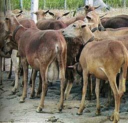 variedade branca, encontram-se restritos a três (3) núcleos, aproximadamente 30-80 animais cada, dando uma maior importância ao estudo de caracterização do gene PrP nesta variedade para se conhecer