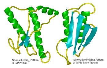 Figura 3. Modelos tridimensionais da Proteína Prion. O modelo da esquerda representa a forma normal da proteína PrP C em que há predomínio de estruturas em α-hélices.