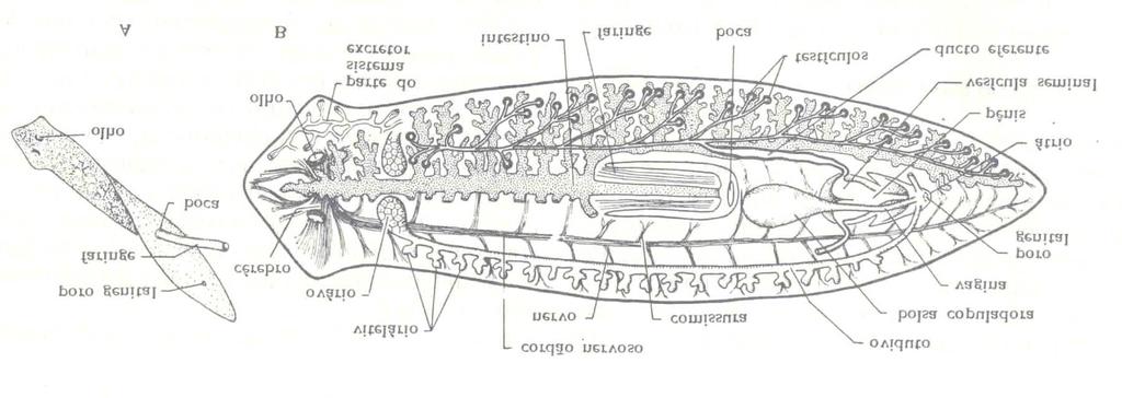 Um verme turbelário, a planária : A. vista lateral de exemplar evidenciando a faringe, tubular e muito desenvolvida, projetada externamente pela abertura oral visando à coleta de alimento; B.