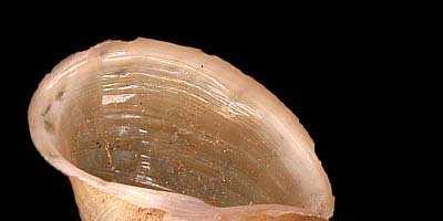 São sempre endoparasitos, os vermes adultos no intestino de vertebrados e as formas larvais (uma exceção) em tecidos de algum hospedeiro intermediário, vertebrado ou invertebrado.