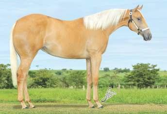 DOC DIXIE HOLLY WINNIN DOC HUSS SANJAY LA RANCHA BINGO Seu pai MARVELOUS DUN IT DAR: 34,5 pontos RMT, Campeão AQHA Laço Pé e Laço Cabeça. - COUNTRY DUN IT: Importado. Por Hollywood Dun It. U$41.