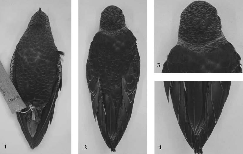 Figuras 1 a 4. Padrão de plumagem do jovem de Cypseloides senex (MNRJ 30723), coletado no mês de novembro.