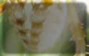 (Blatella germanica e Periplaneta americana), Moscas (Musca domestica), Aranha (Loxosceles gaucho), Percevejo de Cama (Cimex lectularius), Cupins de Madeira Seca (Cryptotermes brevis) e Cupins de