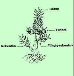 Mudas do tipo rebentão, emitidas