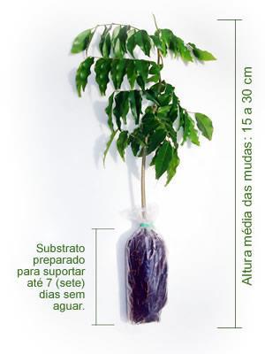 2. Quanto à proteção do sistema radicular Viveiros com