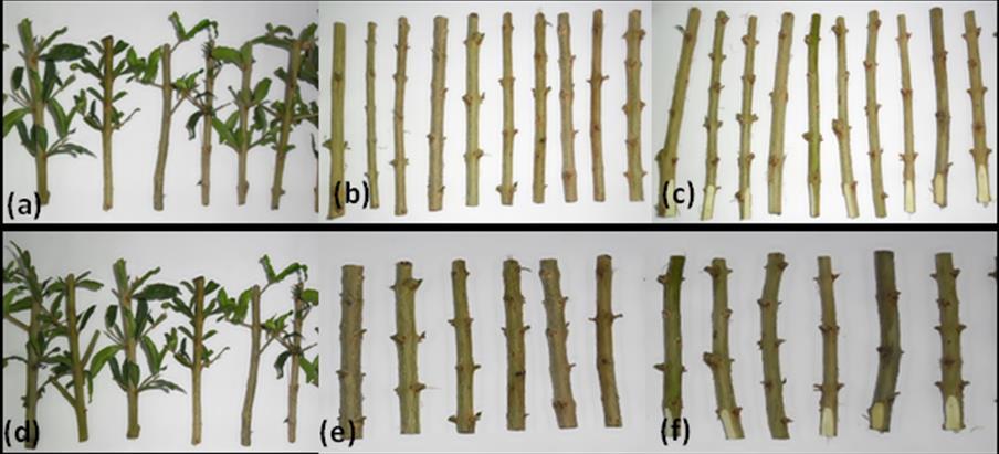 Figura. Técnicas de manejo (T) utilizados nas estacas para a propagação vegetativa da romanzeira (a, d) T1 - Estacas com folhas. (b, e) T2 - Estacas sem folha.
