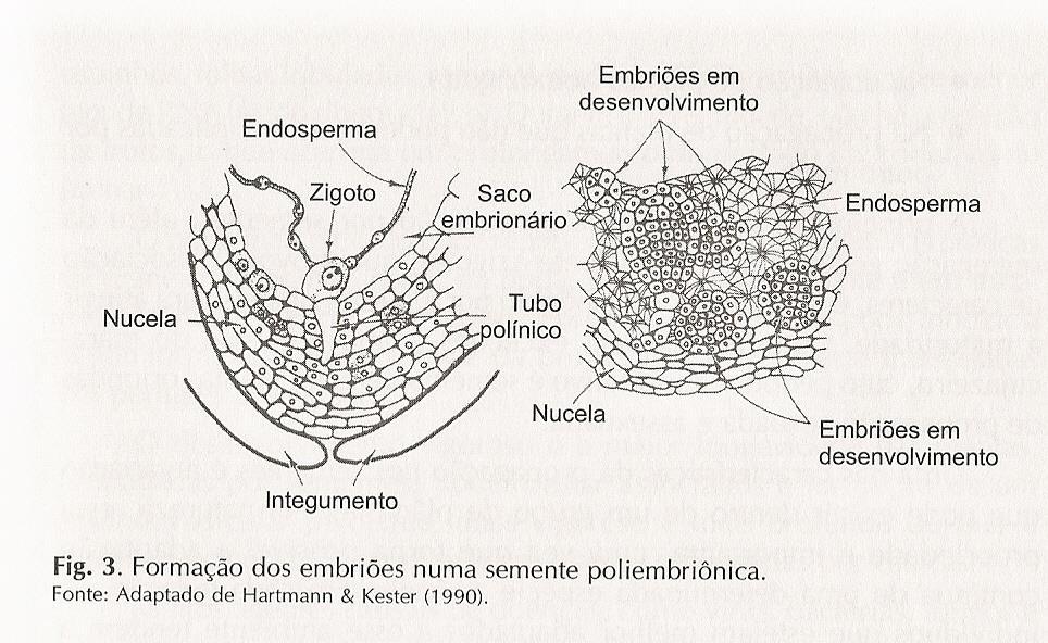 Fonte: FACHINELLO, J. C. et al.