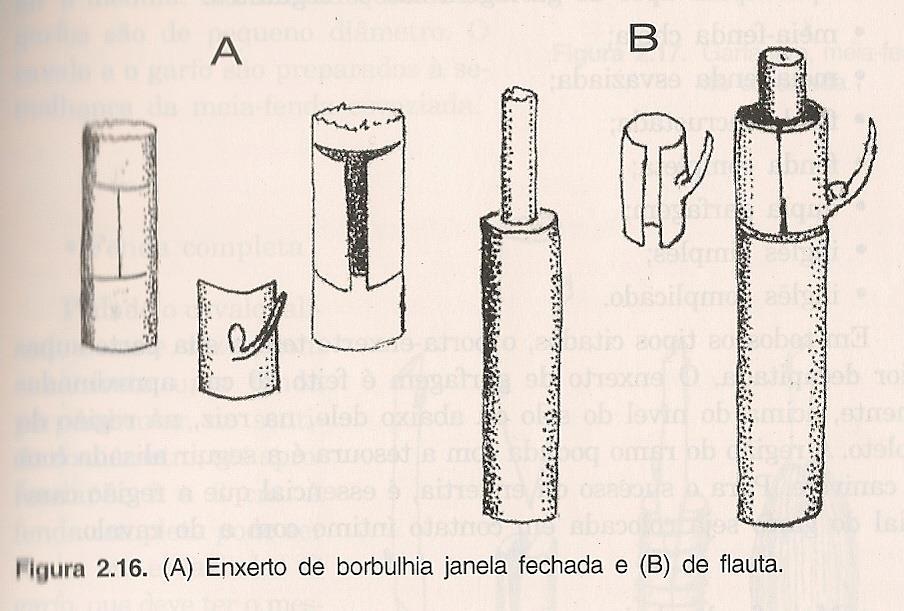 1.3 Borbulhia em