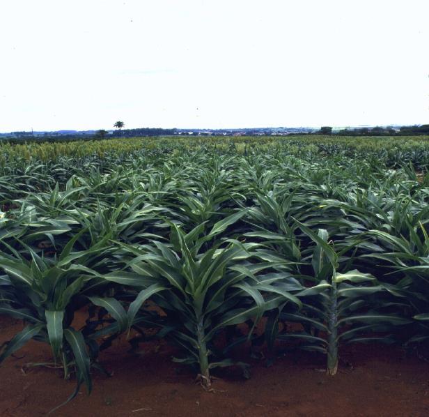 Efeito da calagem para sorgo em Mococa,