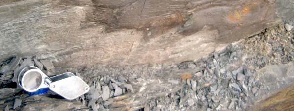 Entre as bancadas há níveis pouco espessos de xistos siliciosos (antigas lamas siliciosas), evidenciando, por vezes, a presença de radiolários.