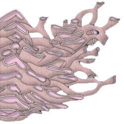 Liso: estende-se a partir do retículo endoplasmático rugoso e não